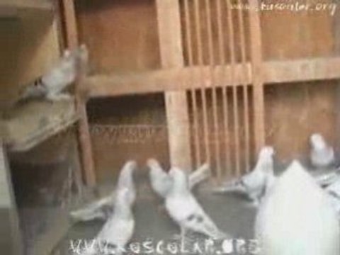 aygün tekinin taklacıları, oyun kuşları, saim ustanın kuşlar