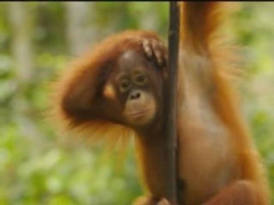 Tiere dieser Welt