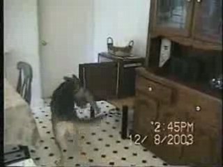 cane cameriere - incredibile!