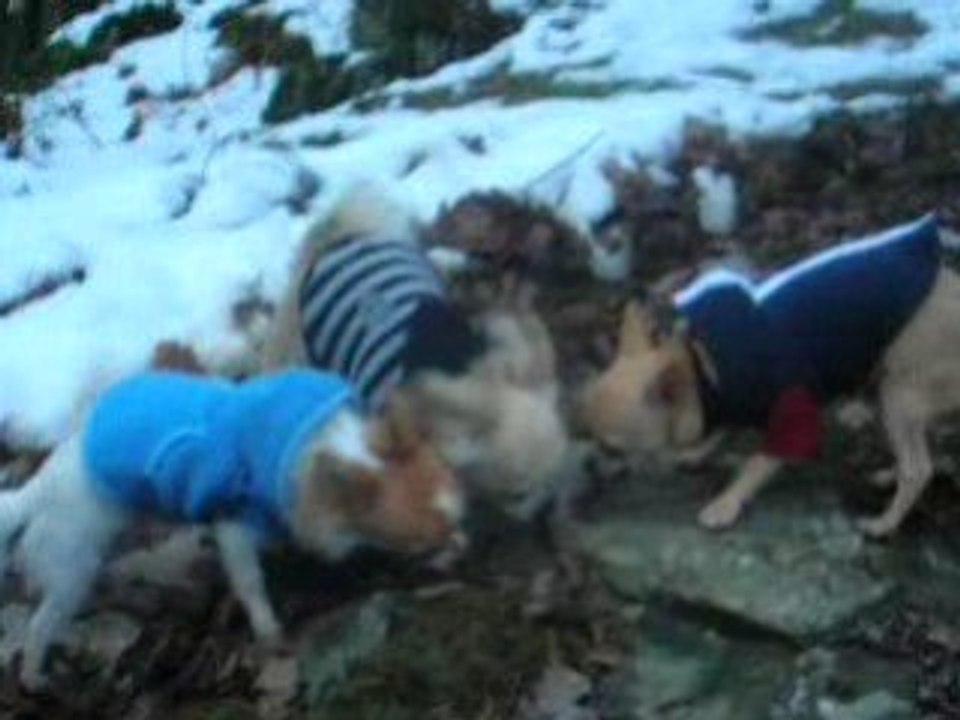 Balade dans les bois juste à coté de chez moi ...