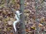 White Squirrel at Jamaica Pond, Jamaica Plain, MA (HD)