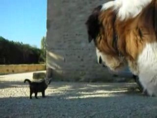 Encore chat là! Mais pourquoi quoi chat?