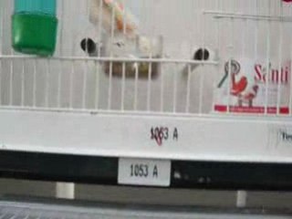 stam lipo mosaïque rouge champion  a REGGIO