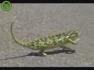 Ghetto Gecko