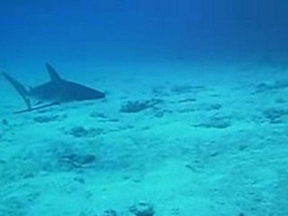 mon requin a mouuuuuuaaa!!!!