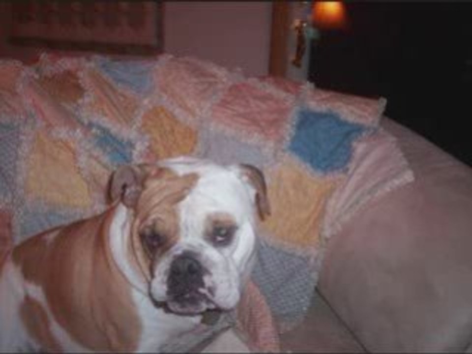 A tribute to Gracie my bulldog