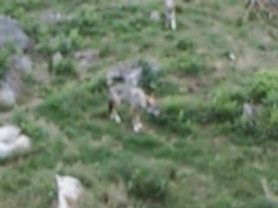 La passion des loups