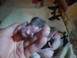 Les bébés a 10 jours