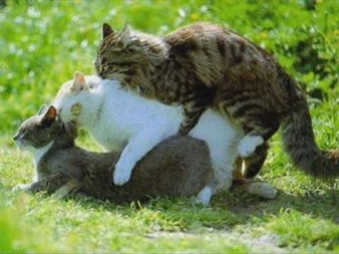 Любовь по правилам и без...