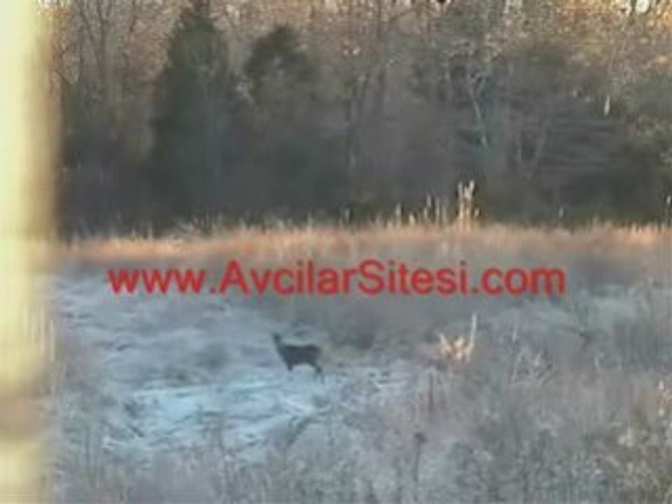 geyik avlamaya çalışan avı