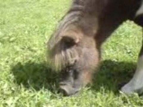 poneys 2113 chaude journée d'été