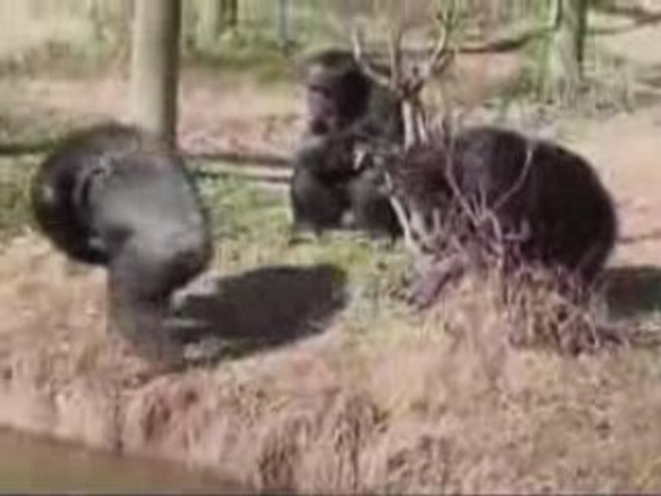 Singe drole