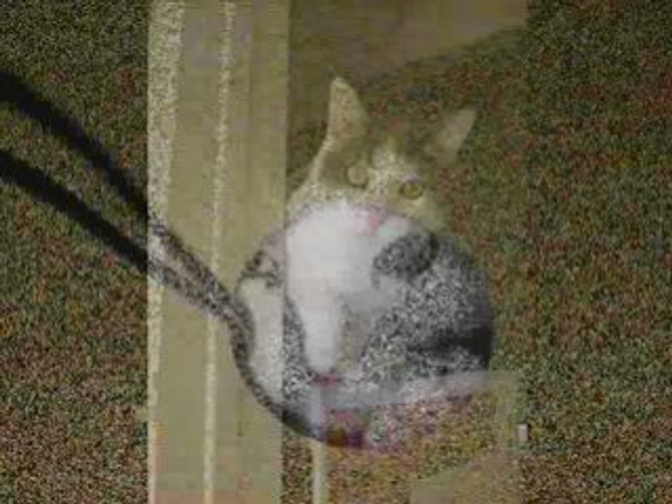 Un animal féroce . . .