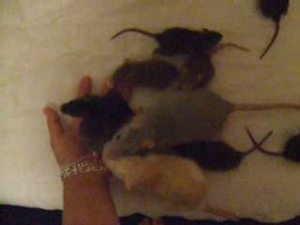 ratous gang