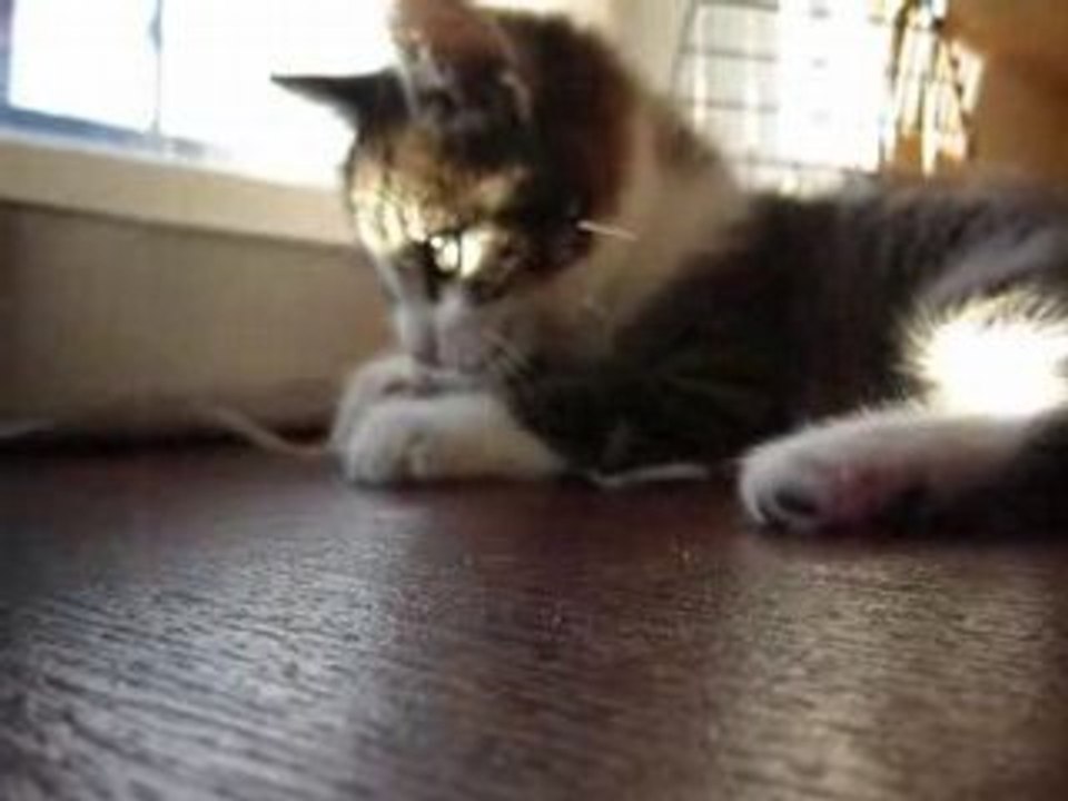 Video N°11 - Tsumi