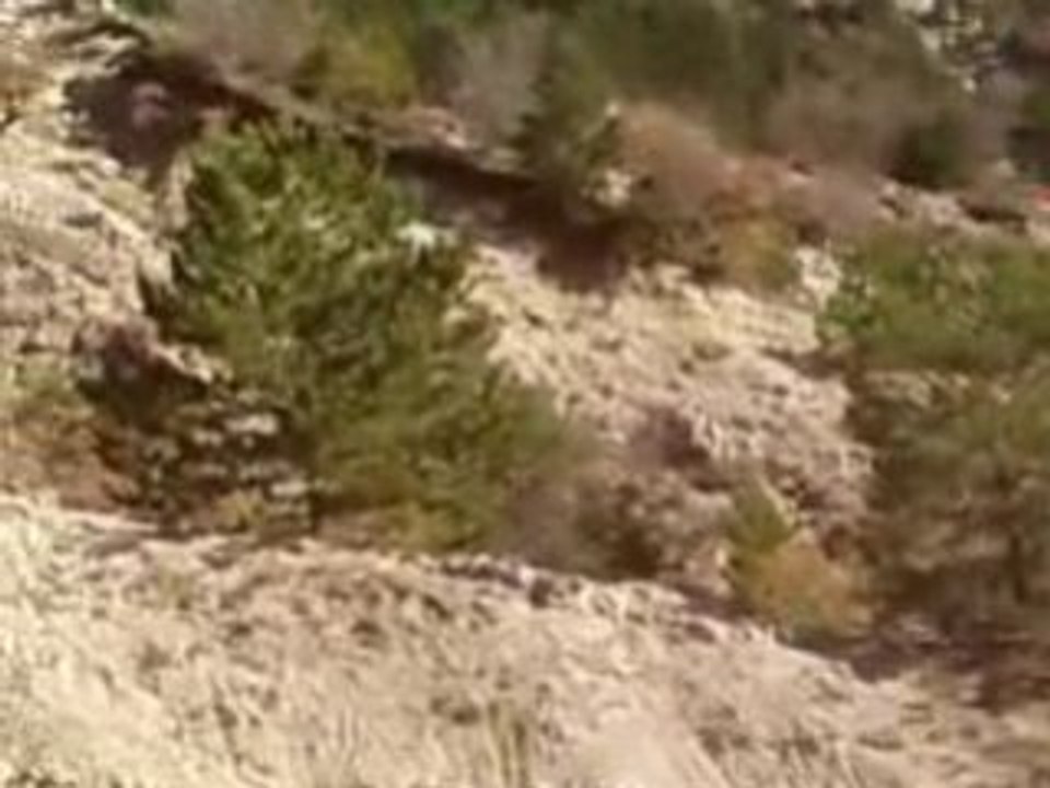 22/11/08 Les mouflons