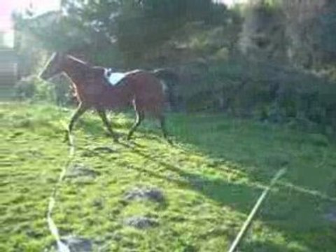 Jument arabe à la longe