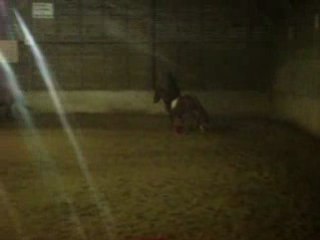 Equitation, séance du 27/11 avec Panama.