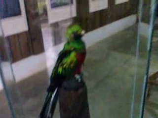 biotopo el quetzal 10