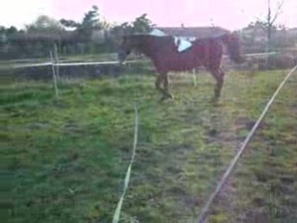 Jument arabe à la longe - 2ème prise