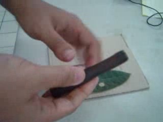 Daun untuk ekstraksi