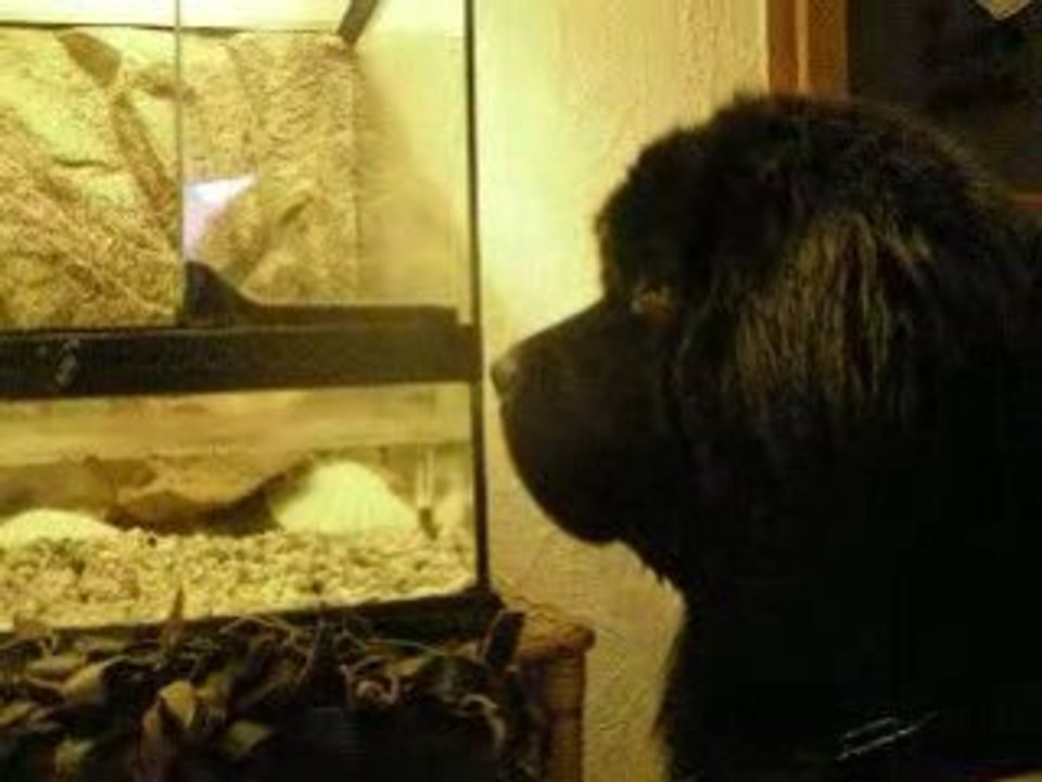 Cooper et sa torue