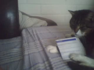 Hommage a bibi300 , mickael, vendetta , slivoide18