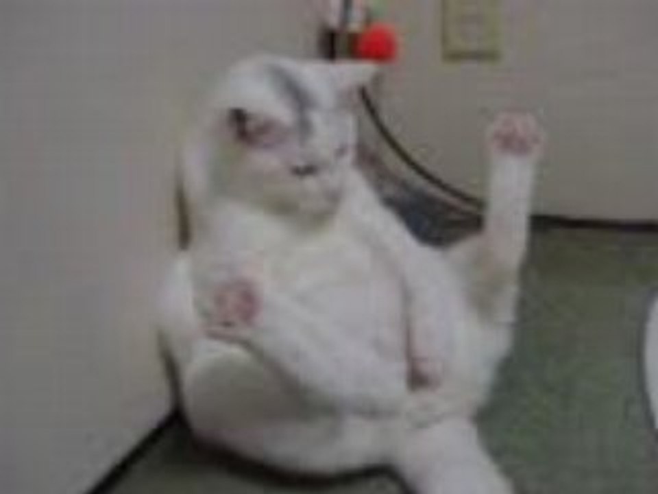 drole de chat mdr