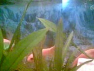 Aquarium Gold Fish