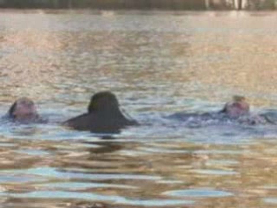 White Wolves 3 Cry of the White Wolf (1998)