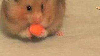 Hungry hamster