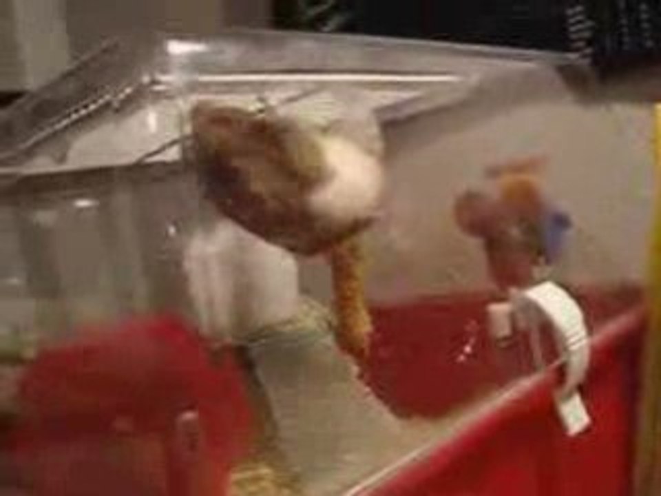 Hamster
