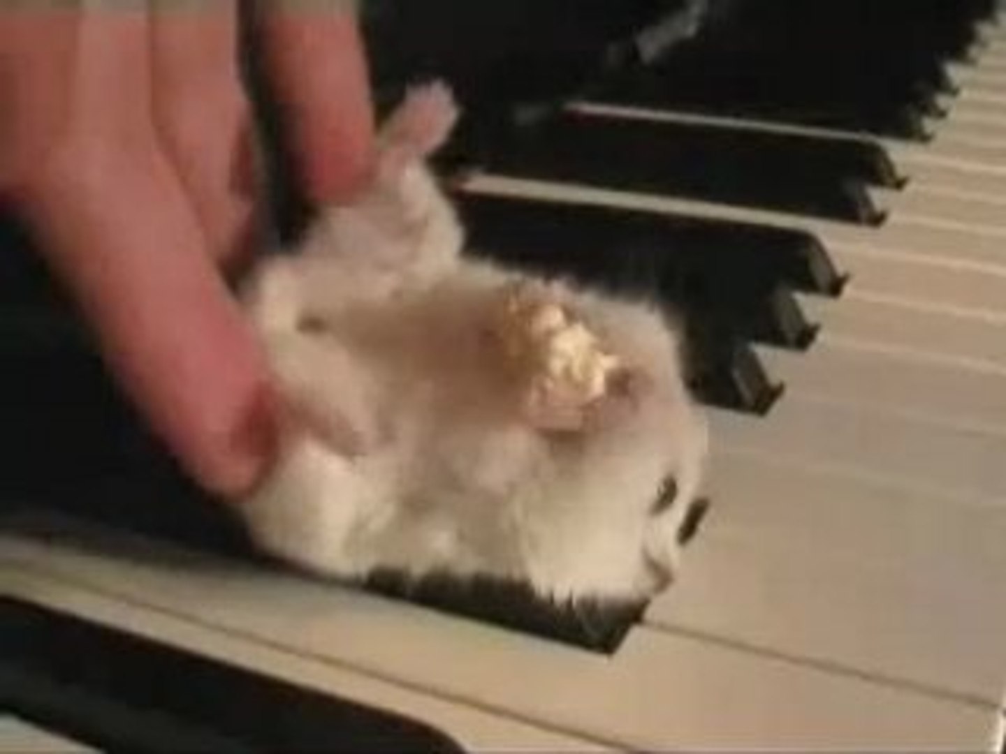 Hamster piano - video Dailymotion