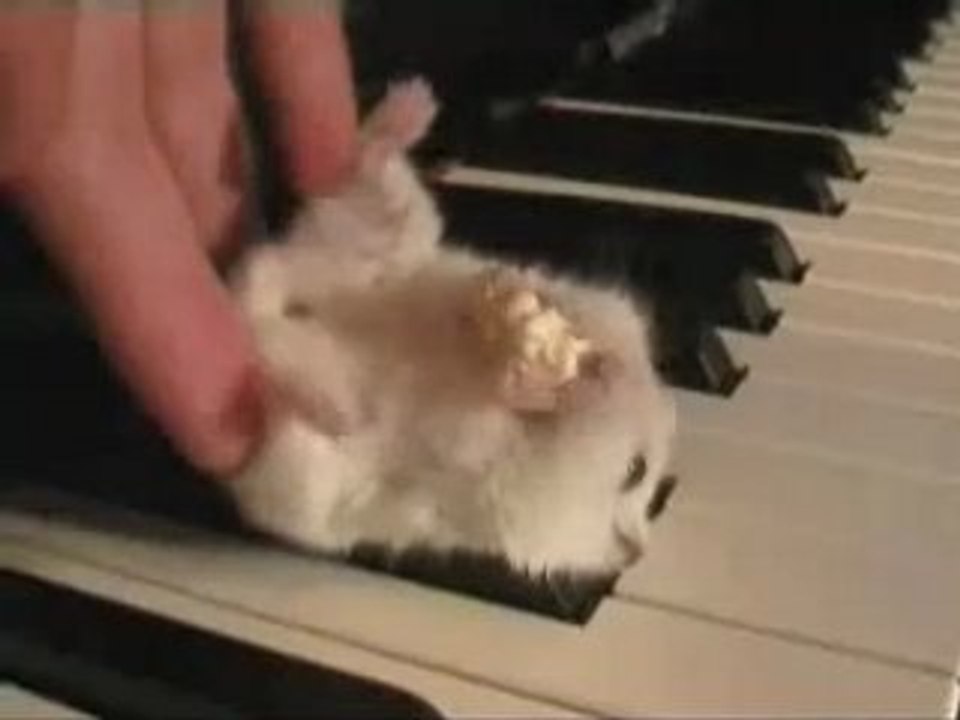 Hamster piano