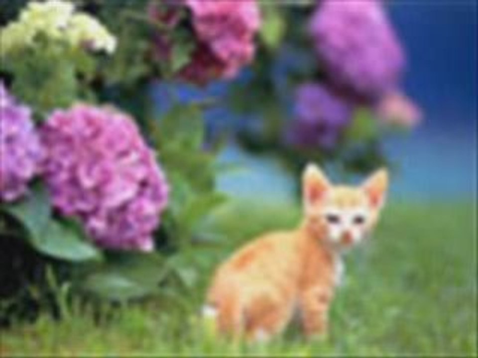 the cats