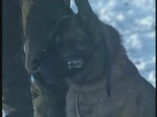Chiens soldats