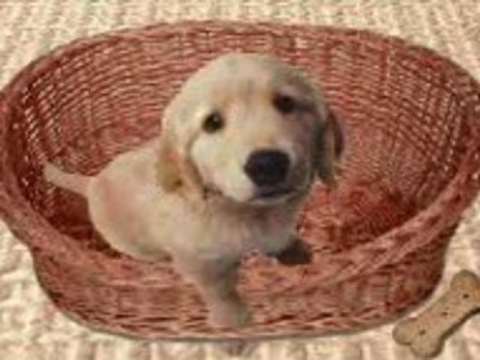 CHIENS