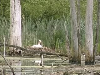 Les terrils, patrimoine de l'humanité