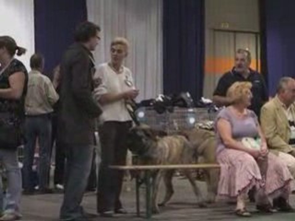 Acheter un concours pour chien