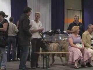 Acheter un concours pour chien