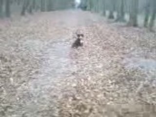 video chiot bouvier bernois