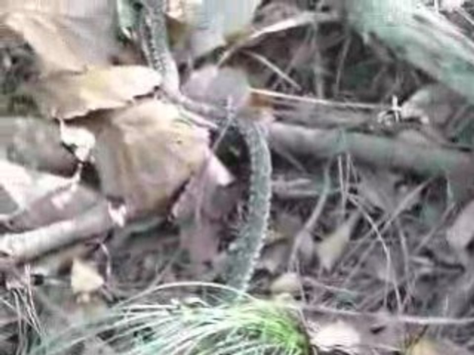 Snake on Muuido