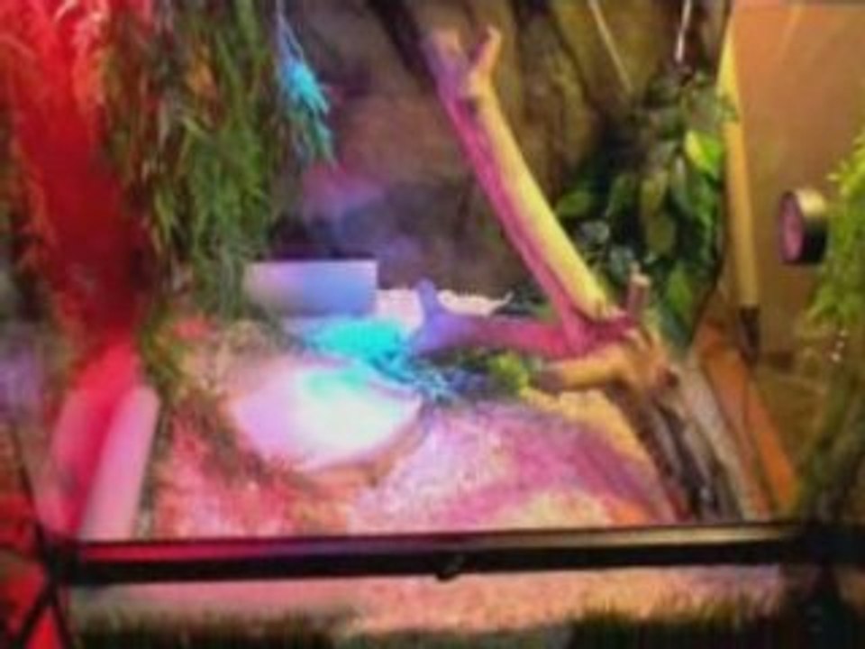 mon elaphe guttata guttata demone