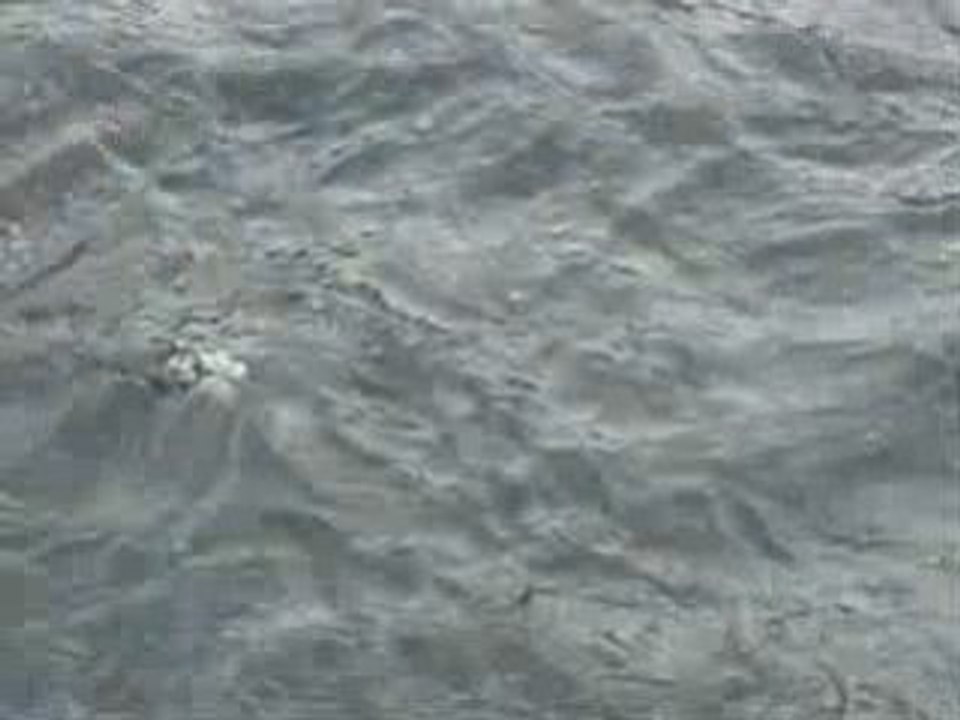 Truites novembre 2008