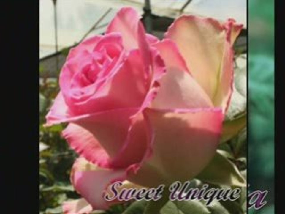 Roses