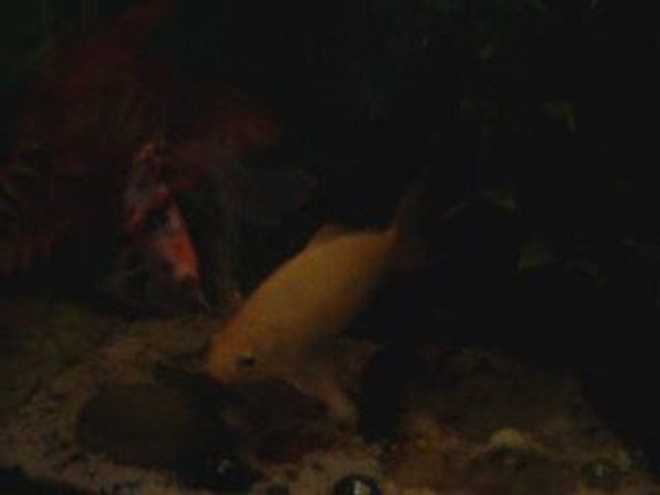 Projet vinoth aqualife bac 3