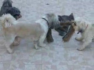 le pauvre petit lapin