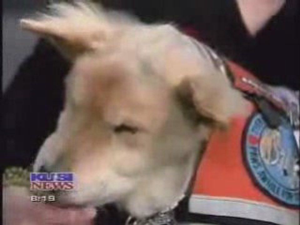 Moments with Baxter, a hospice therapy dog