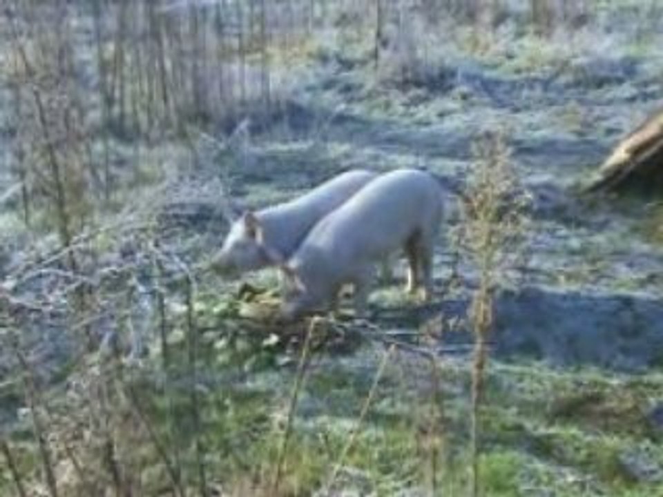 Notre ferme pédagogique - les deux petits cochons