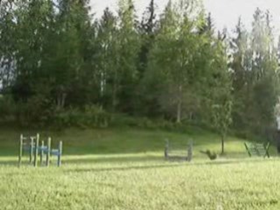 Des lapins qui sautent !